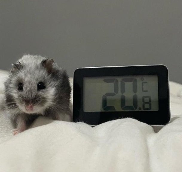 Hamster Cage Digital Thermometer 30.2028.01 - TD-30-2028-01-PCH
