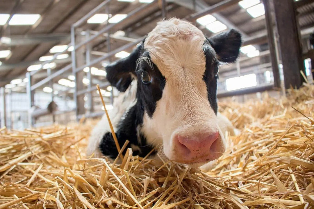 Kestrel 5400AG Cattle Heat Stress Tracker with Vane Mount + LiNK Wireless Communication - NK-0854AGLVCHVG